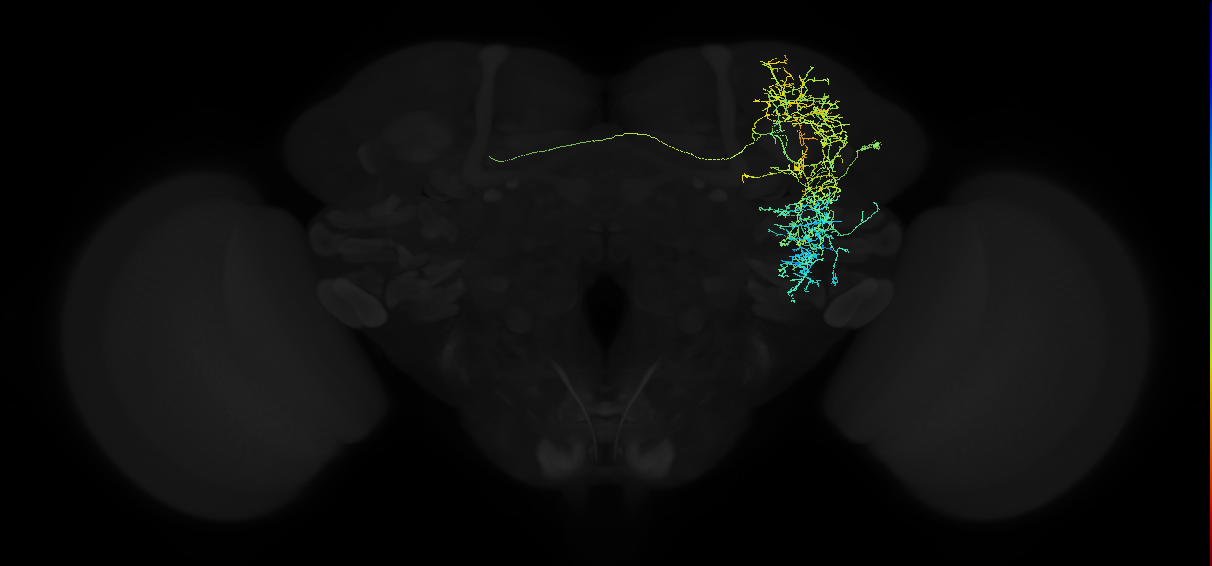 adult anterior ventrolateral protocerebrum neuron 024