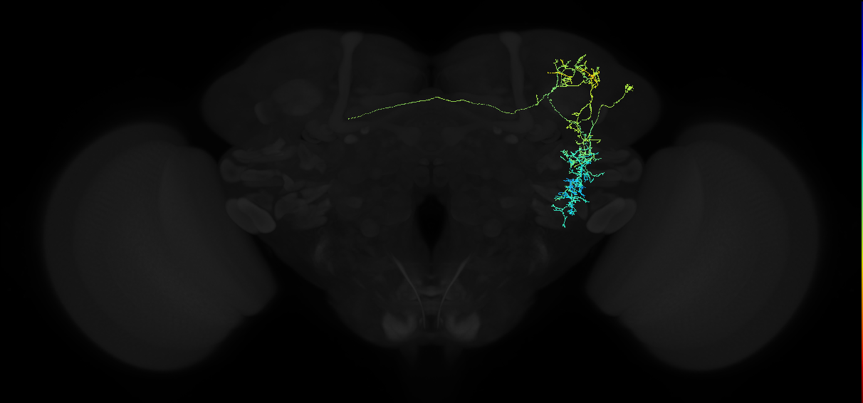 adult anterior ventrolateral protocerebrum neuron 024