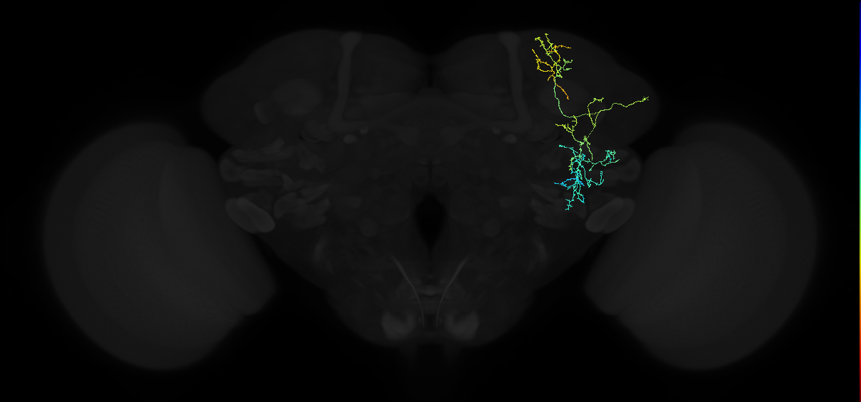 adult anterior ventrolateral protocerebrum neuron 027