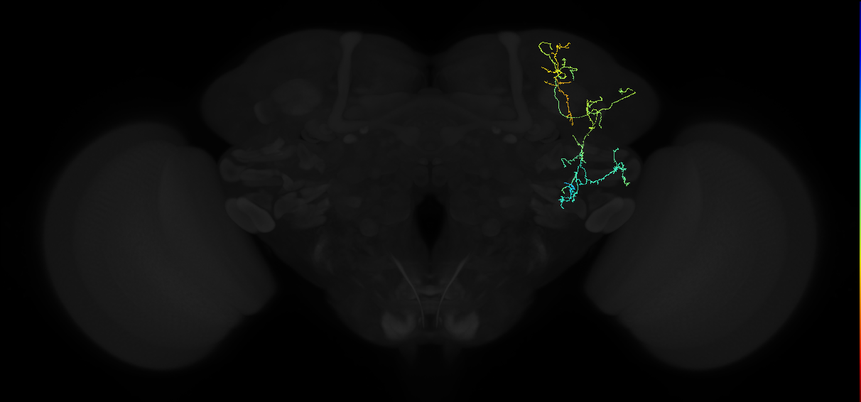 adult anterior ventrolateral protocerebrum neuron 027