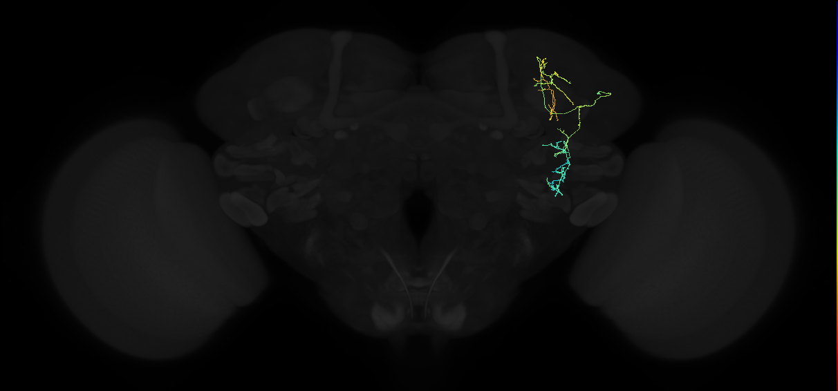 adult anterior ventrolateral protocerebrum neuron 028