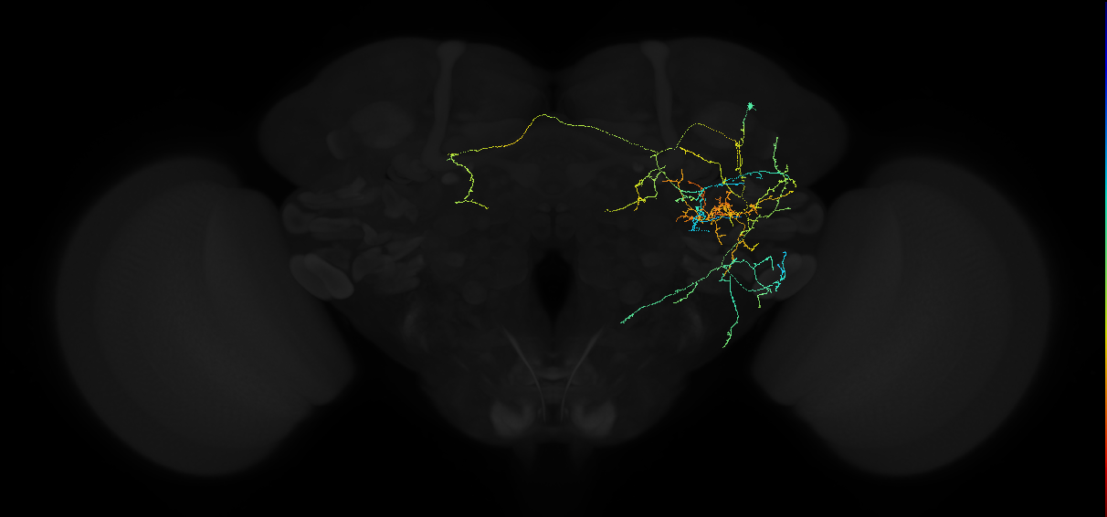 adult anterior ventrolateral protocerebrum neuron 034