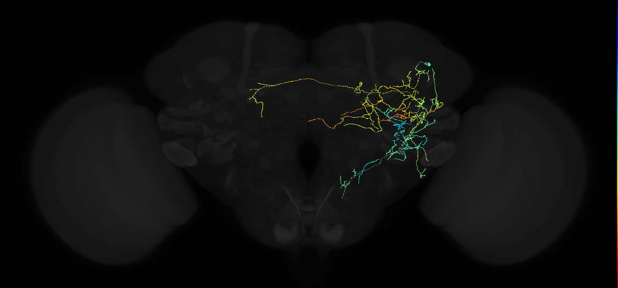 adult anterior ventrolateral protocerebrum neuron 036