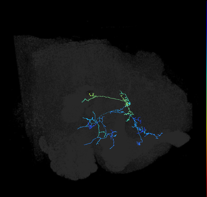 adult anterior ventrolateral protocerebrum neuron 040