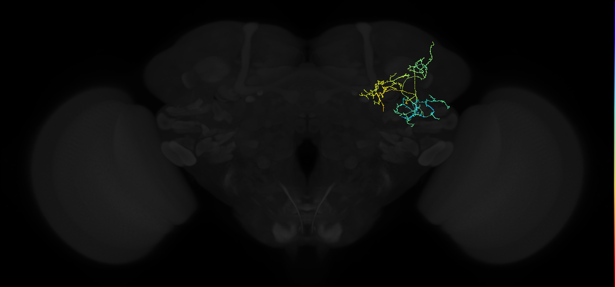 adult anterior ventrolateral protocerebrum neuron 047