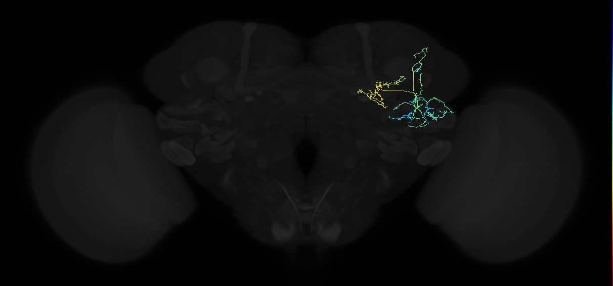 adult anterior ventrolateral protocerebrum neuron 047