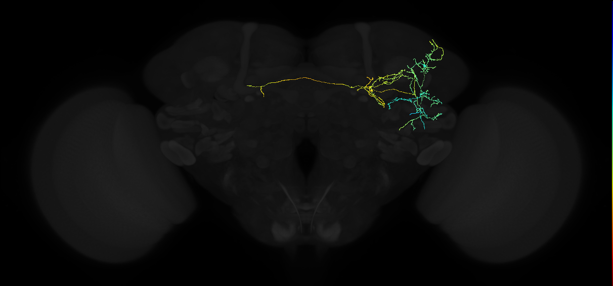 adult anterior ventrolateral protocerebrum neuron 048