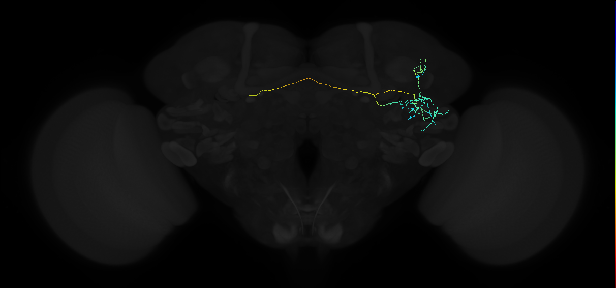 adult anterior ventrolateral protocerebrum neuron 050