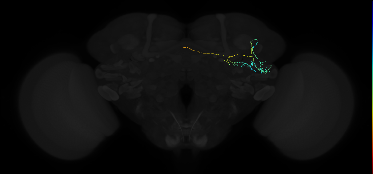 adult anterior ventrolateral protocerebrum neuron 050