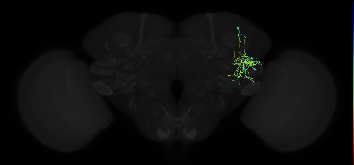 adult anterior ventrolateral protocerebrum neuron 054