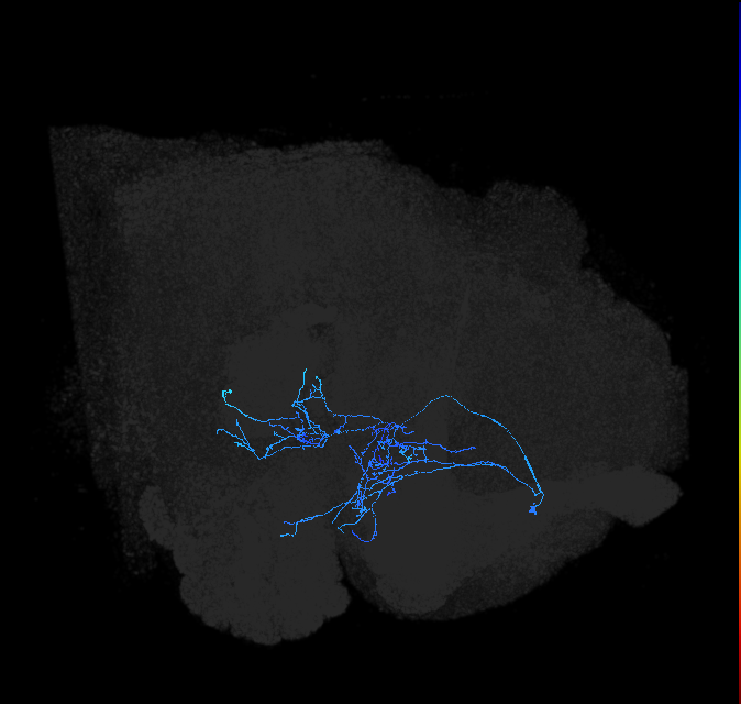 adult anterior ventrolateral protocerebrum neuron 055