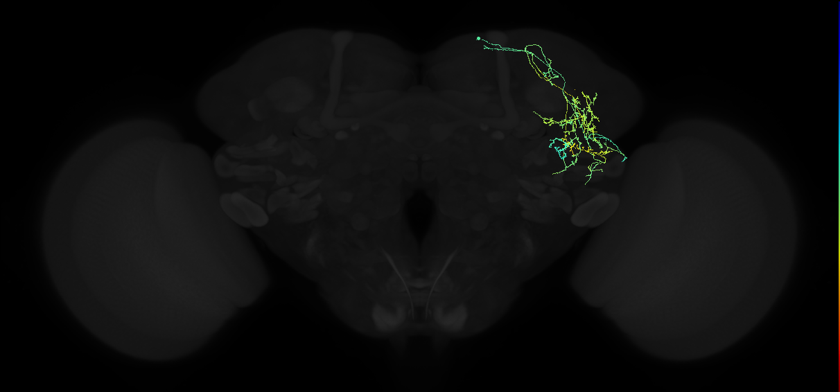 adult anterior ventrolateral protocerebrum neuron 056