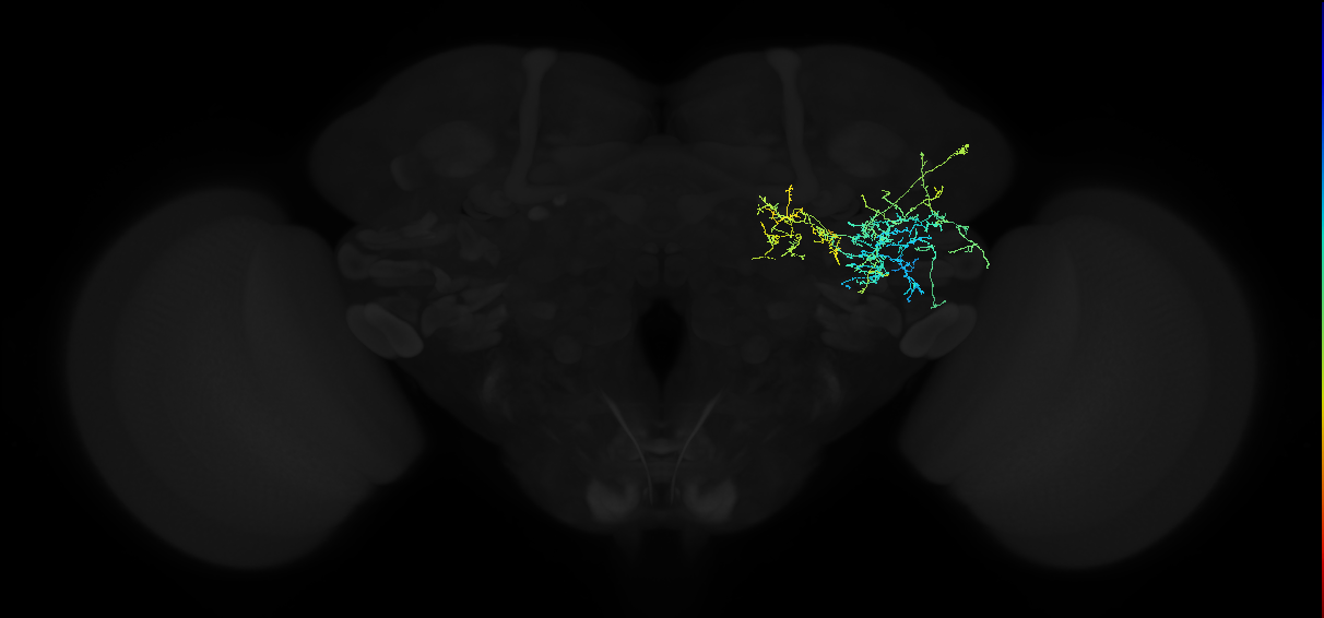 adult anterior ventrolateral protocerebrum neuron 057