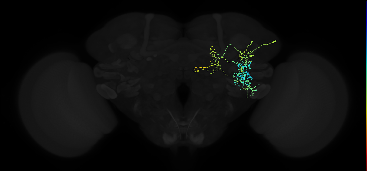 adult anterior ventrolateral protocerebrum neuron 058