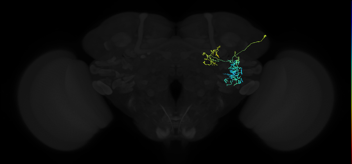 adult anterior ventrolateral protocerebrum neuron 059