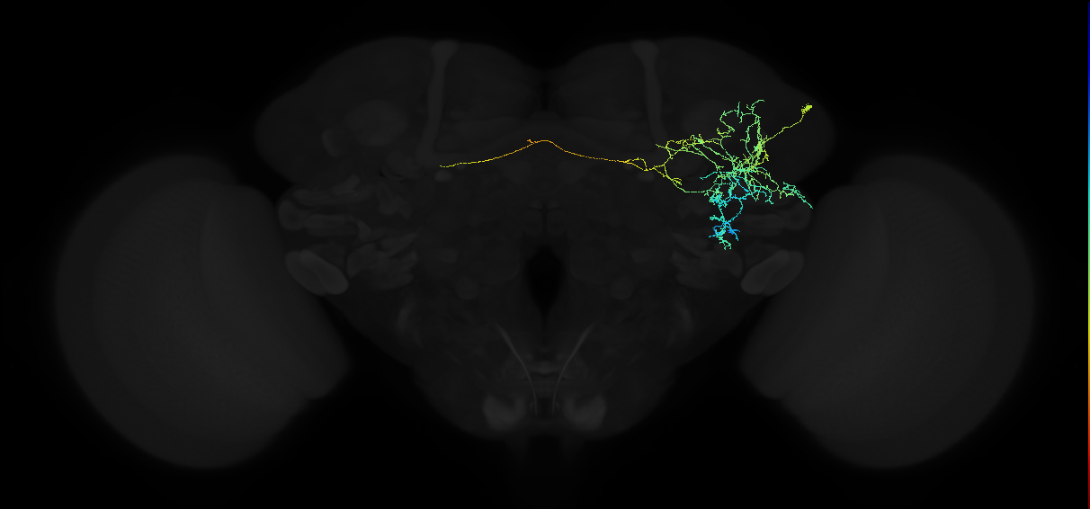 adult anterior ventrolateral protocerebrum neuron 060