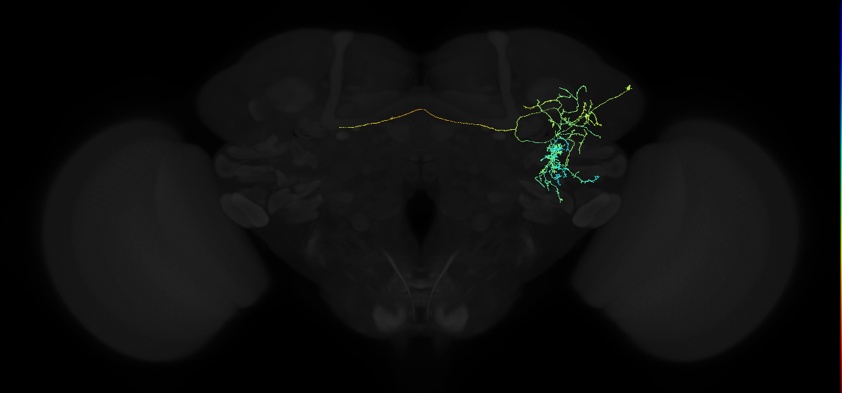 adult anterior ventrolateral protocerebrum neuron 062