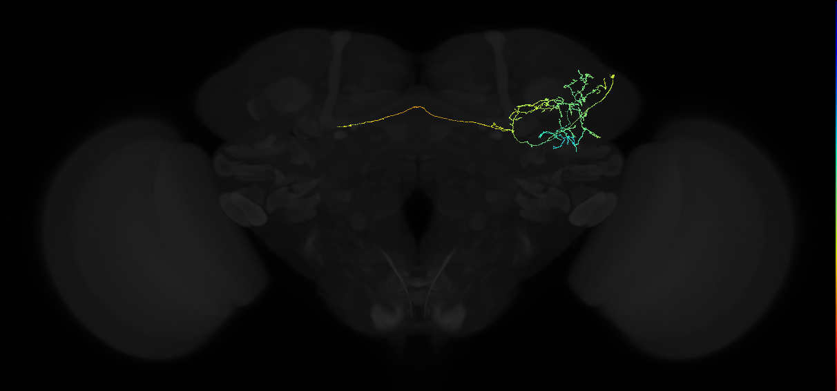 adult anterior ventrolateral protocerebrum neuron 063