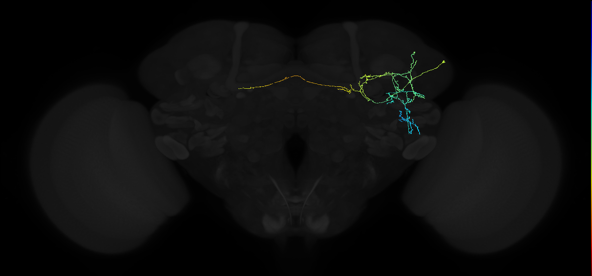 adult anterior ventrolateral protocerebrum neuron 063