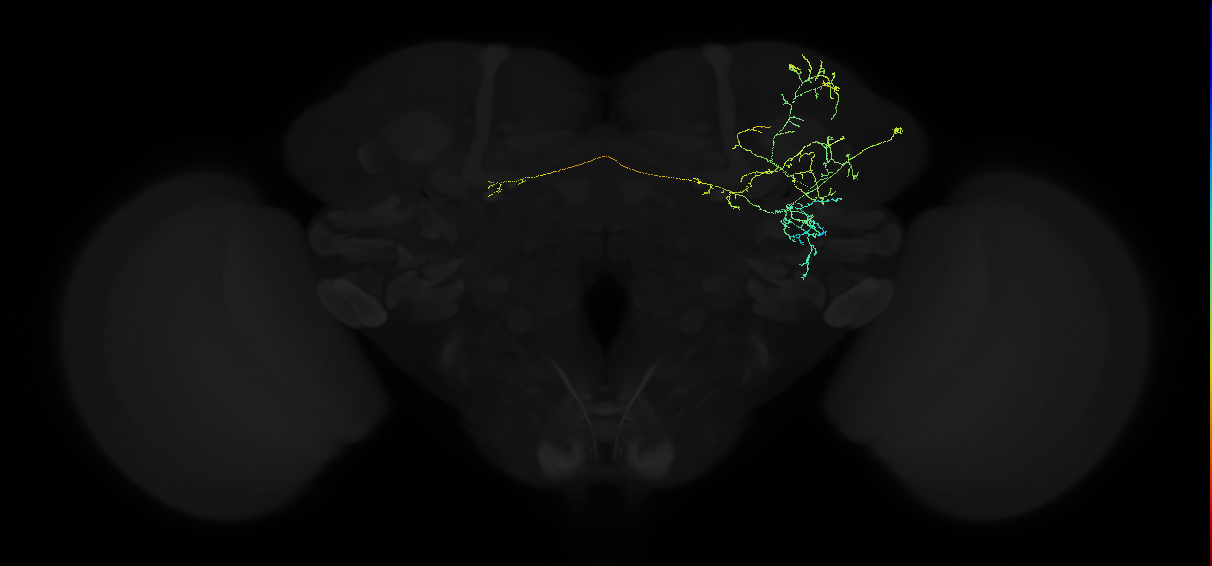 adult anterior ventrolateral protocerebrum neuron 065