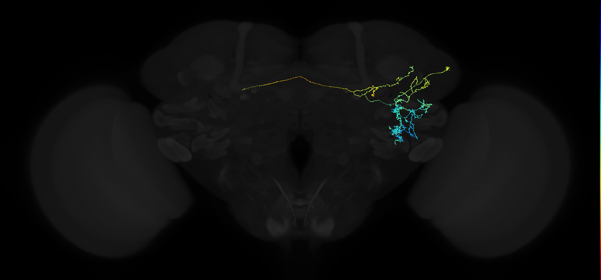 adult anterior ventrolateral protocerebrum neuron 068