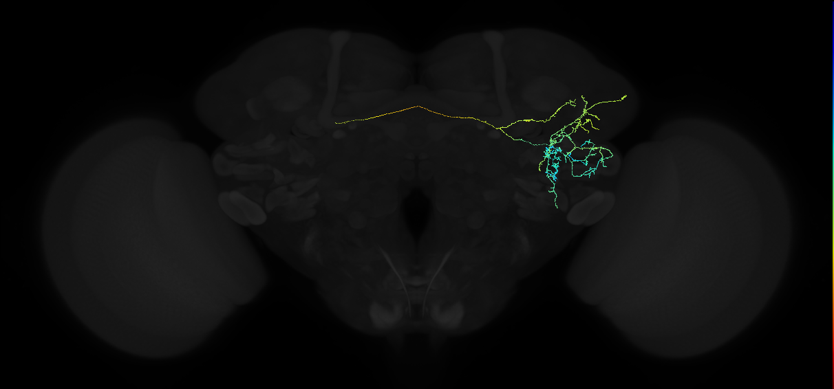 adult anterior ventrolateral protocerebrum neuron 069