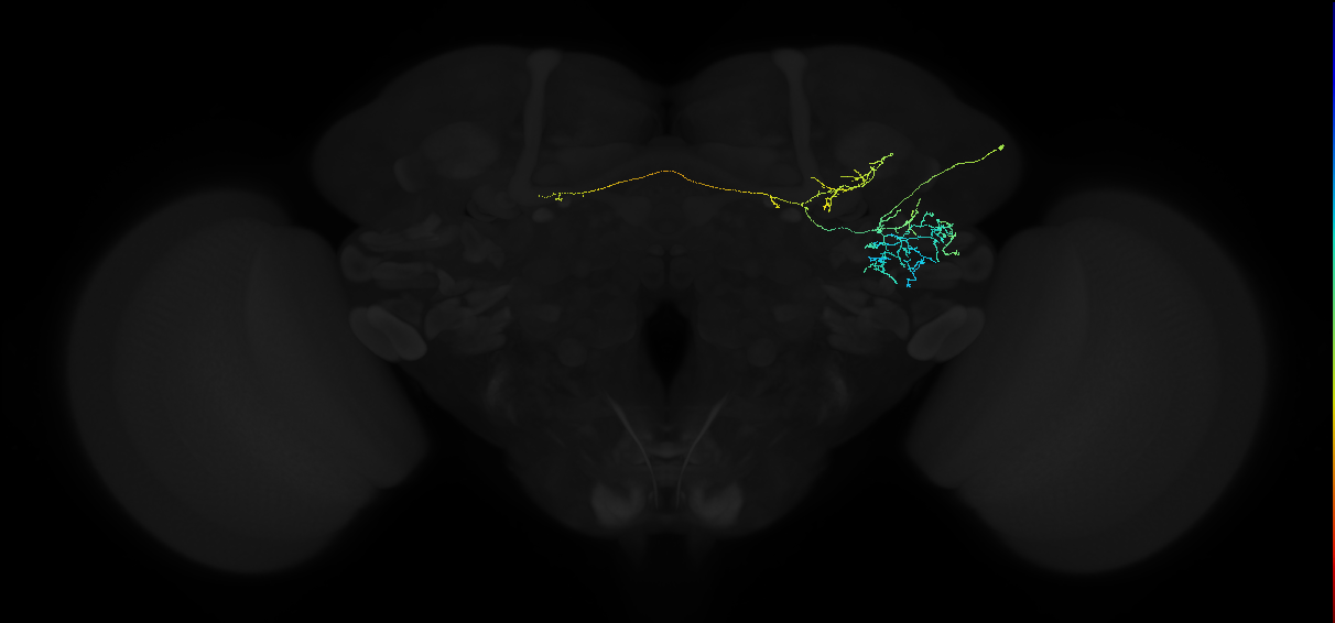 adult anterior ventrolateral protocerebrum neuron 071
