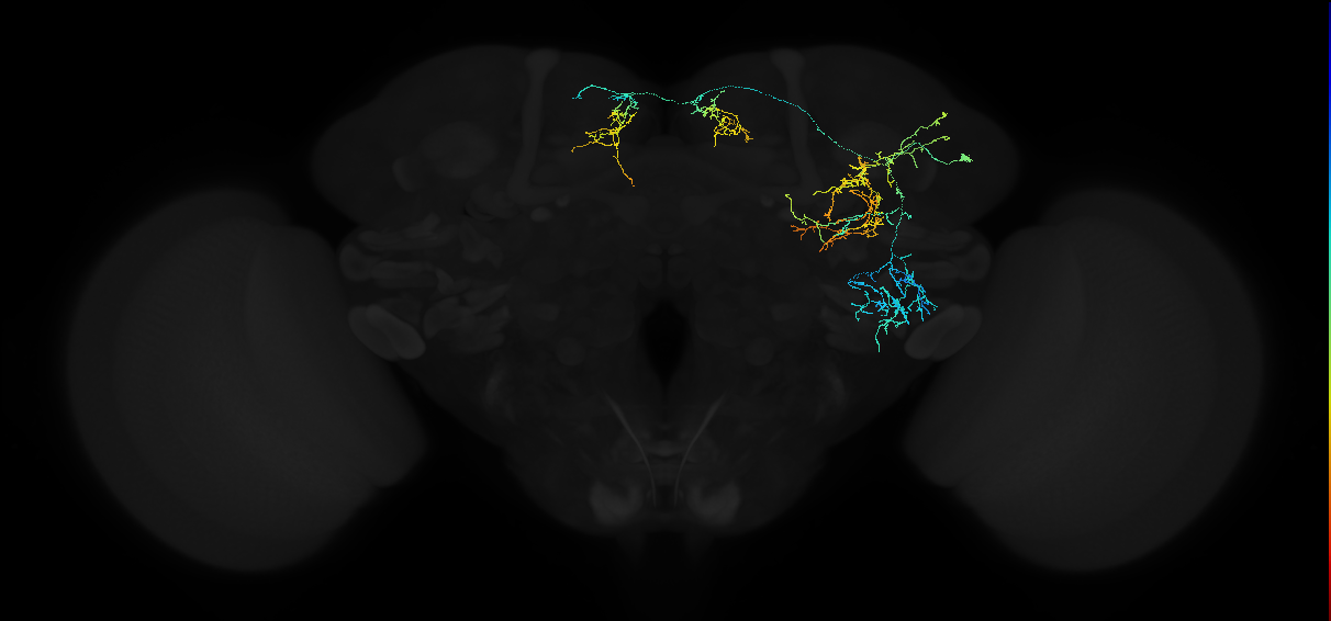 adult anterior ventrolateral protocerebrum neuron 075
