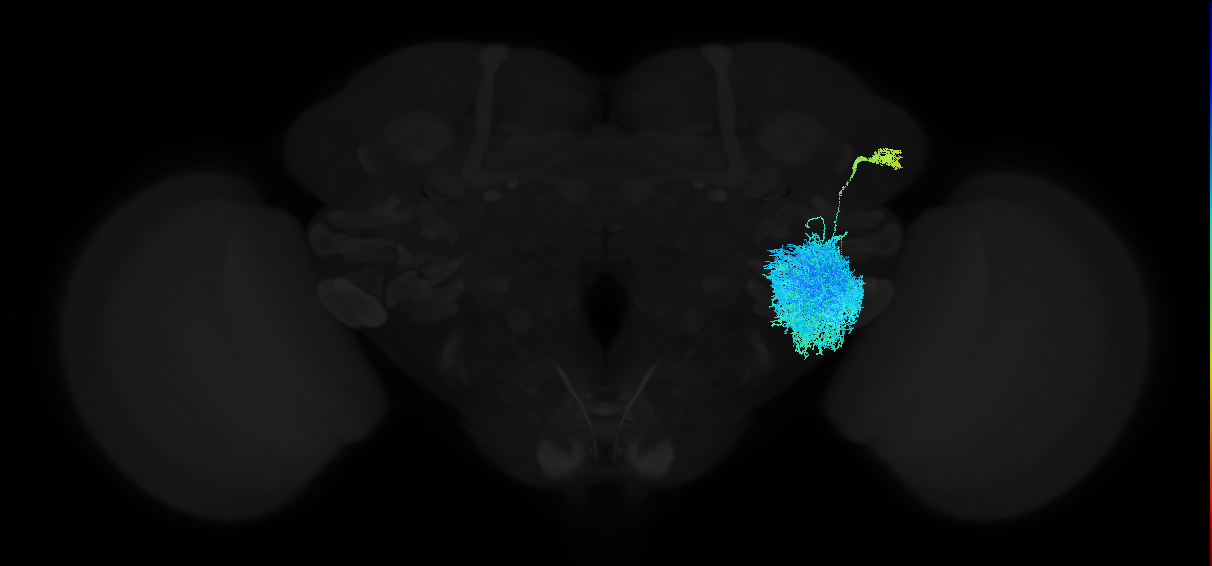 adult anterior ventrolateral protocerebrum neuron 082