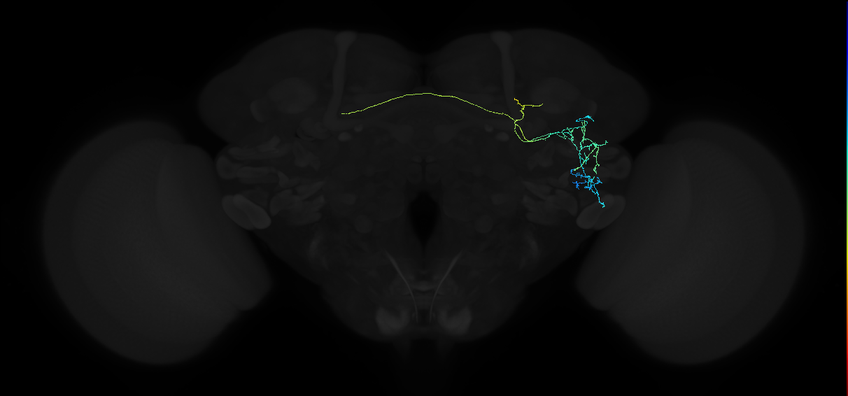 adult anterior ventrolateral protocerebrum neuron 242