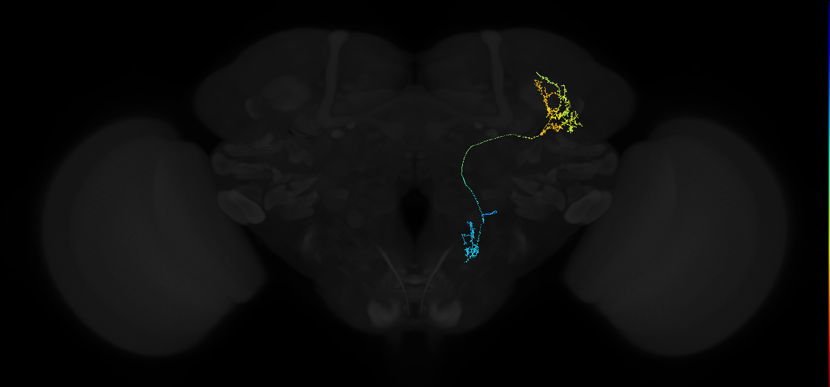 adult anterior ventrolateral protocerebrum neuron 447