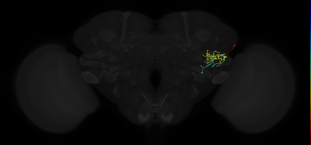adult anterior ventrolateral protocerebrum neuron 468
