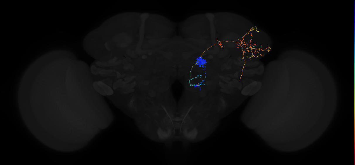 medial antennal lobe tract projection neuron 3