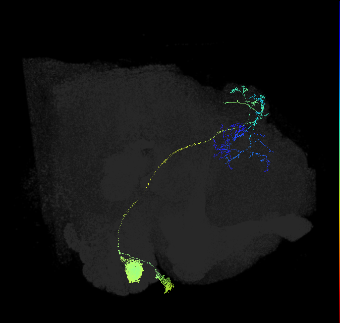 persistent antennal lobe projection neuron