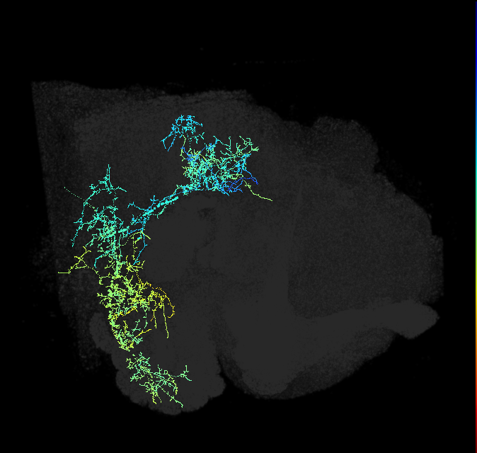 descending neuron of the anterior ventral brain DNb05