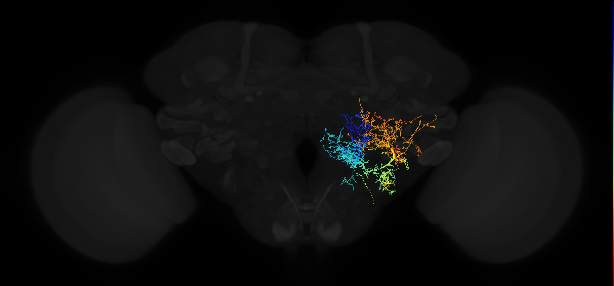 descending neuron of the anterior ventral brain DNb05