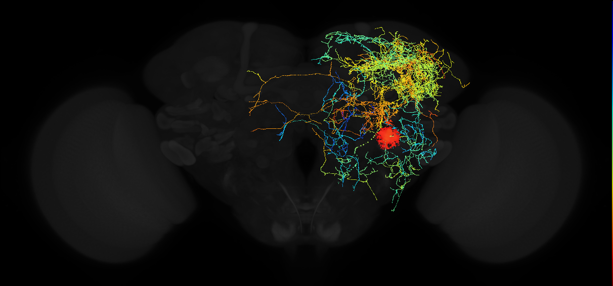 descending neuron of the posterior brain DNp32
