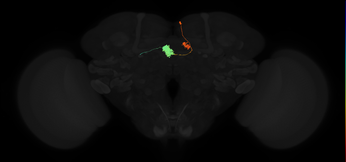 adult ellipsoid body-protocerebral bridge glomerulus 4-ventral gall neuron