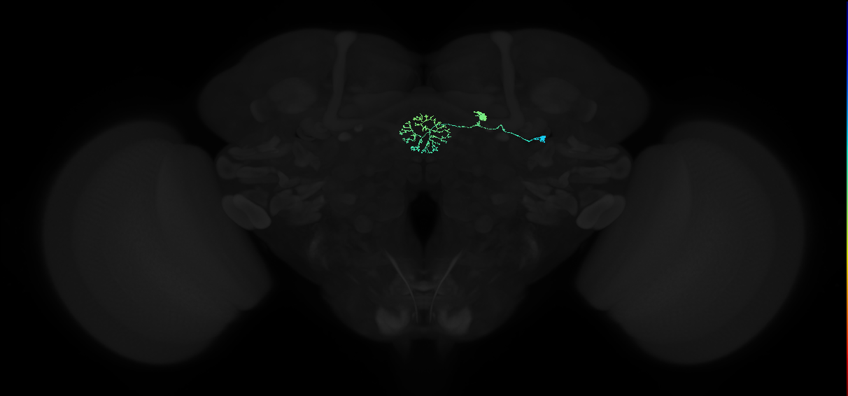 ER3w(ring)_R (FlyEM-HB:1260400286)