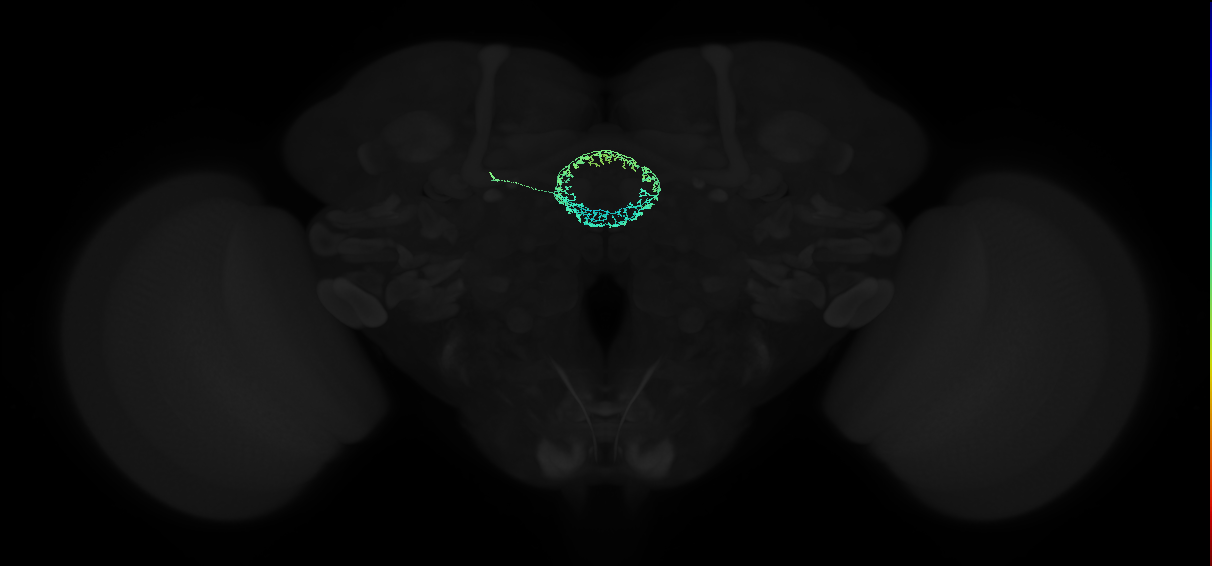 adult ellipsoid body ring neuron R4