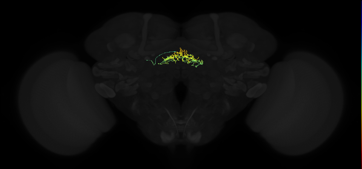dopaminergic PPM3 fan-shaped body layer 4 neuron