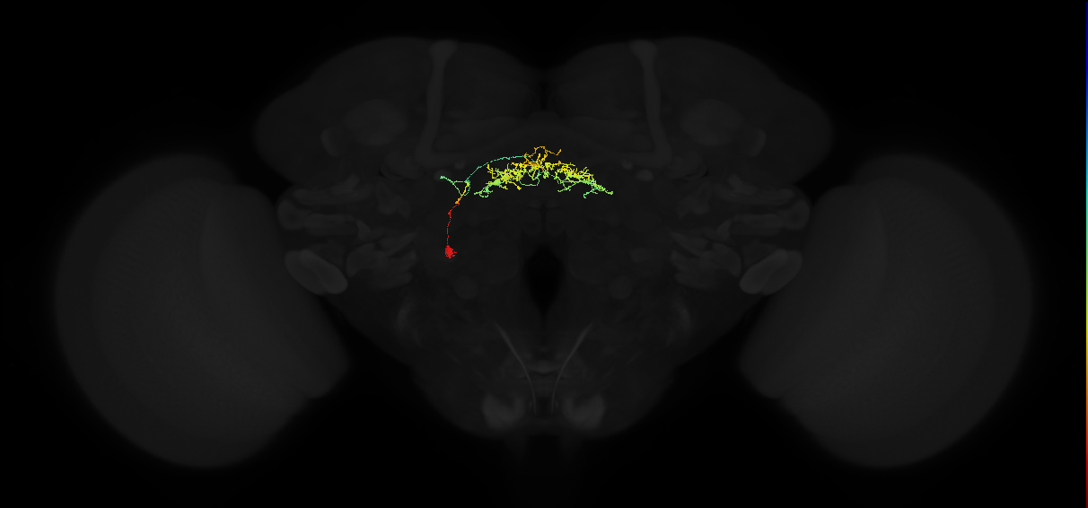 dopaminergic PPM3 fan-shaped body layer 4 neuron