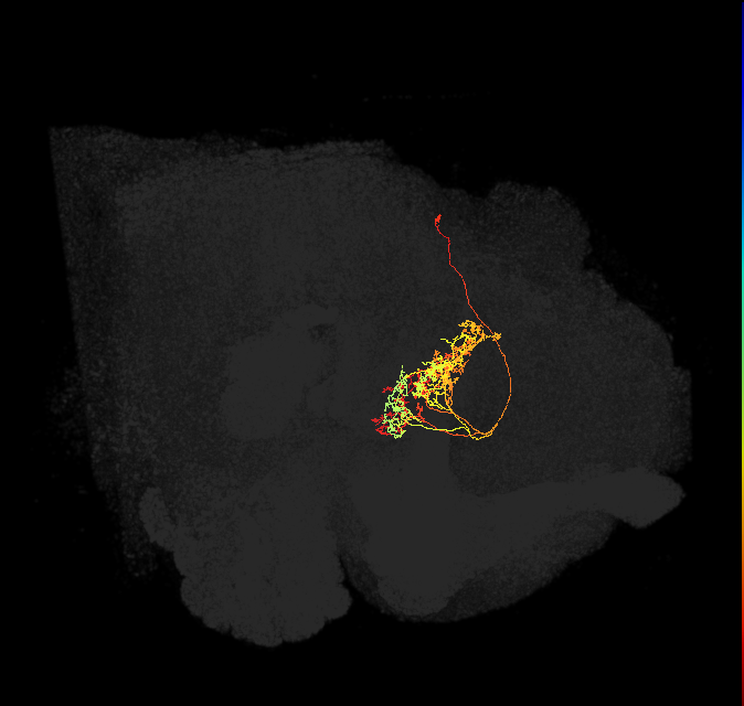 adult fan-shaped body layer 5 neuron of DM6 lineage