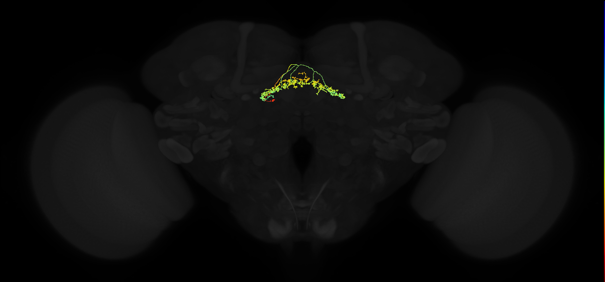 adult fan-shaped body layer 5 neuron of DM6 lineage