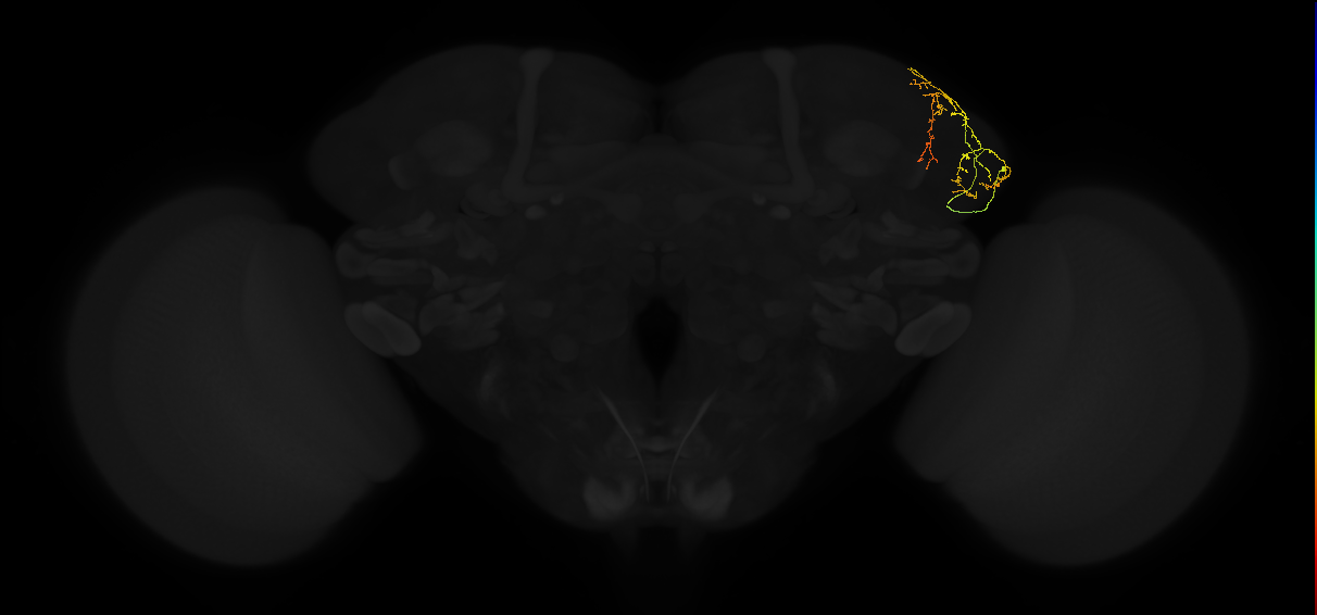 adult lateral horn AV4d4 neuron