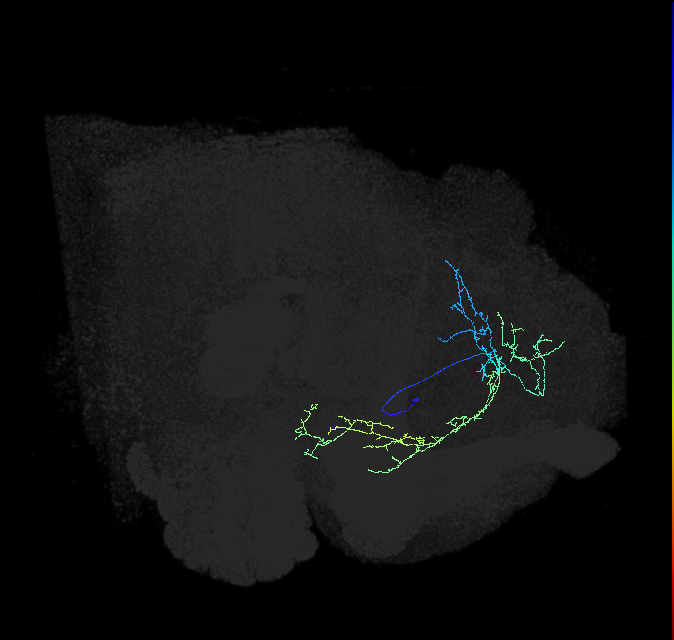 BLAd2 lineage neuron