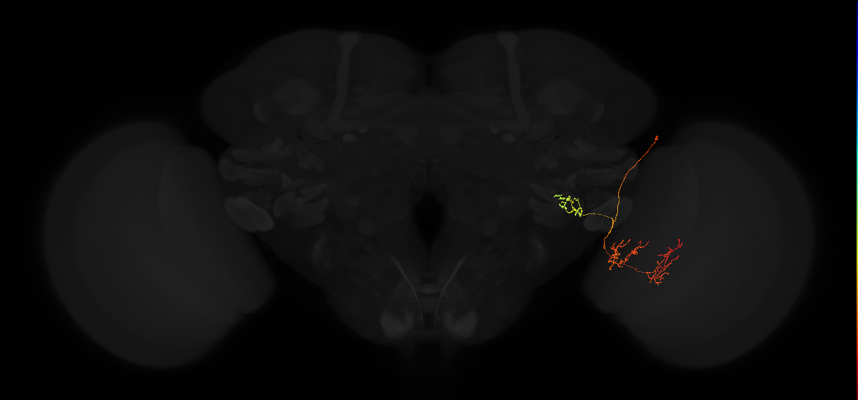 LPLC2_R (FlyEM-HB:5812999264)