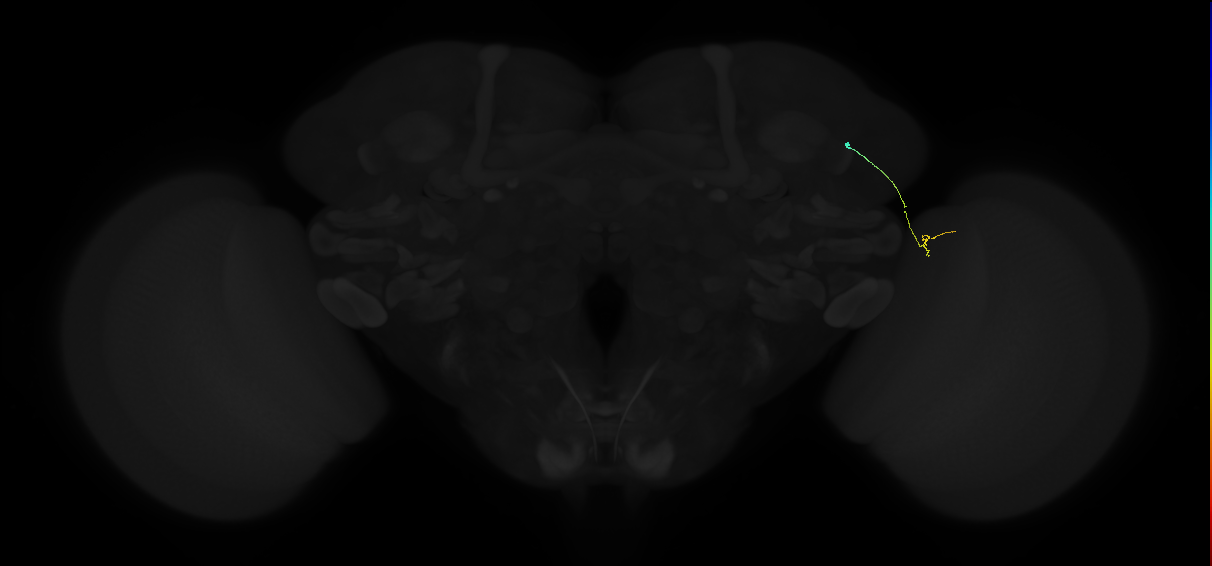 MC61 (FlyEM-HB:1414327340)