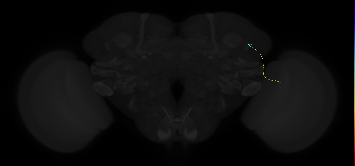 MC61 (FlyEM-HB:1138799127)