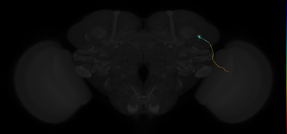 MC61 (FlyEM-HB:1170179464)